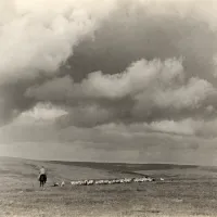 Rounding up sheep