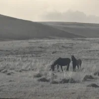 Dartmoor ponies