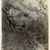 Hele House's Vinery