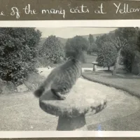 One of the many cats at Yellam perching on a staddle stone