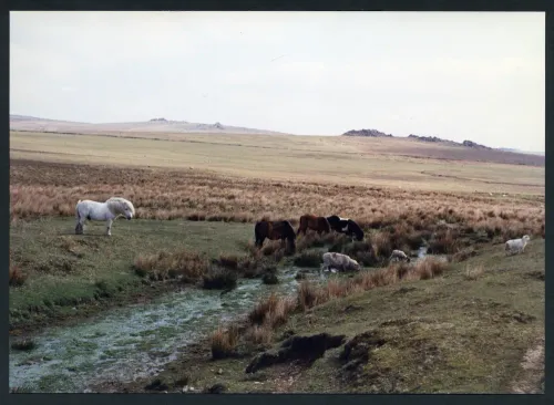 21/24 Source of Legis Lake to Legis Tor and Trowlesworthy Tor 4/5/1991