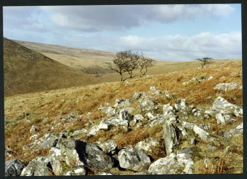 17/6 Above piles copse near piles corner 28/1/1994