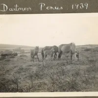 Dartmoor ponies