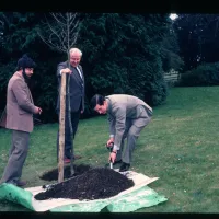 TREE PLANTING