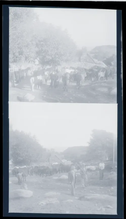 An image from the Dartmoor Trust Archive