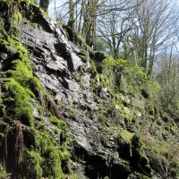 Yelverton Railway Cutting