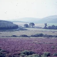 Heather at Soussons Down