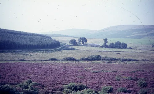 Heather at Soussons Down