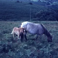 Ponies W. Venford reservoir