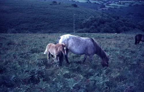 Ponies W. Venford reservoir