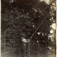 Tree felling, presumably at Hele.