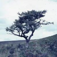 Hawthorn by leat above O. Brook (D. G. T.)