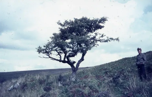 Hawthorn by leat above O. Brook (D. G. T.)