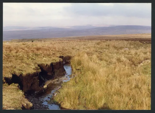 15/2/91 Source of Shavercombe Brook 