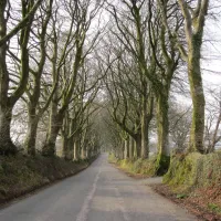 Tree lined road on edge of Dartmoor.