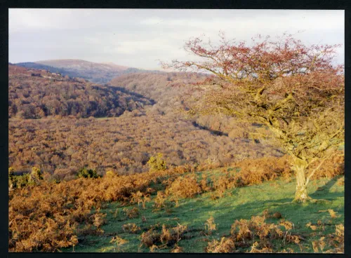 60/11/90 Meavy Valley from Lynch Common 17