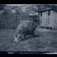 An image from the Dartmoor Trust Archive