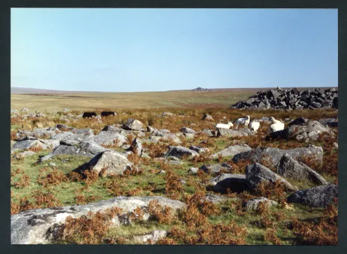 2/52 Quarry spoil heap Trowlesworthy 16/10/1993