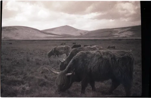 Highland Cattle