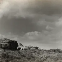 Sheep on Dartmoor