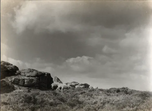 Sheep on Dartmoor