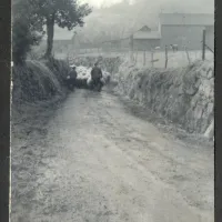 Driving sheep down the lane leading to Yellam Farm