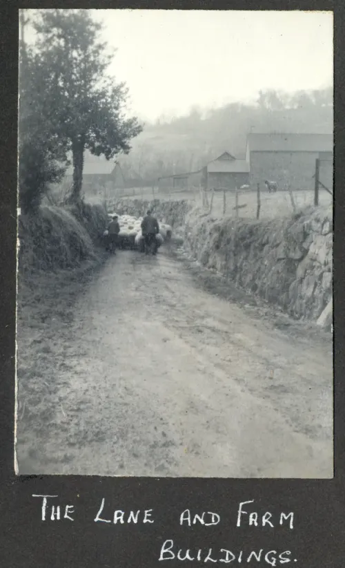 Driving sheep down the lane leading to Yellam Farm