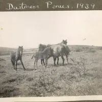 Dartmoor ponies