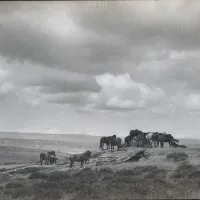 Ponies on Dartmoor