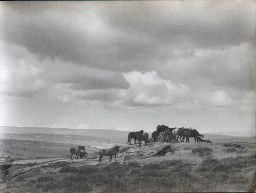 Ponies on Dartmoor