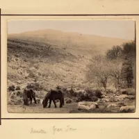 An image from the Dartmoor Trust Archive