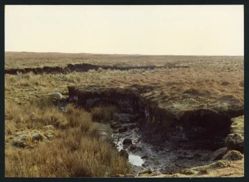 14/2/91 Source of Shavercombe Brook 