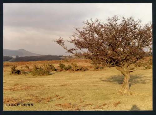 35/3/1/91 Lynch Common to Sharp Tor 