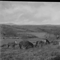 An image from the Dartmoor Trust Archive