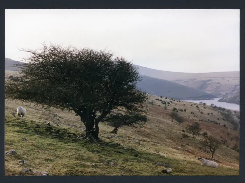 1/8 Above Red-a-ven to Longstone Brook 24/2/1990