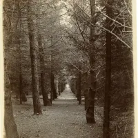 The plantation at Hele House.