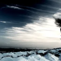 Winter skies, lonely tree - Haytor Quarry Tramway