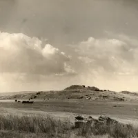 Cattle on Dartmoor