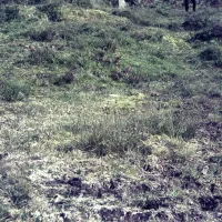 A valley bog. O. Brook (D. G. T.)