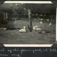 Ducks and chickens at Yellam Farm