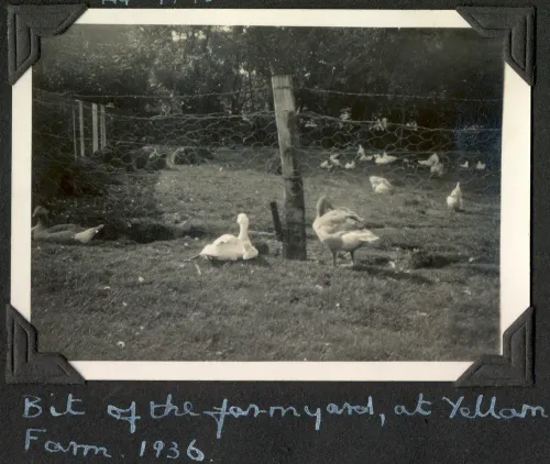 Ducks and chickens at Yellam Farm