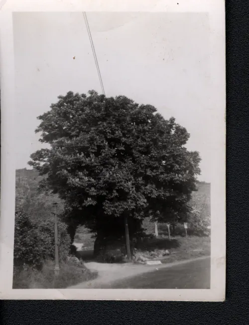 Tree on Dartmoor