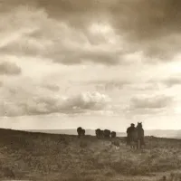 Rounding up cattle