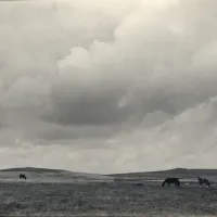 Dartmoor with ponies