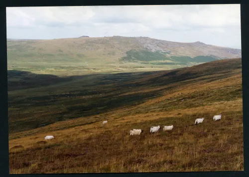 24/53 Taw Marsy, Belstone Tors from Big Whit Hill 14/8/1992