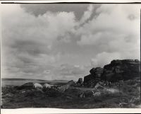 Sheep on  a tor