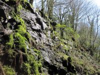 Yelverton Railway Cutting