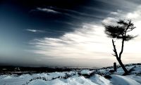 Winter skies, lonely tree - Haytor Quarry Tramway