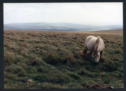 An image from the Dartmoor Trust Archive