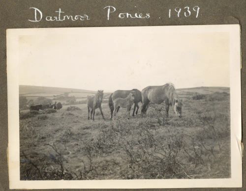 Dartmoor ponies